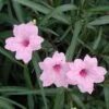 Ruellia Brittoniana 'Chi Chi' Wild Petunia
