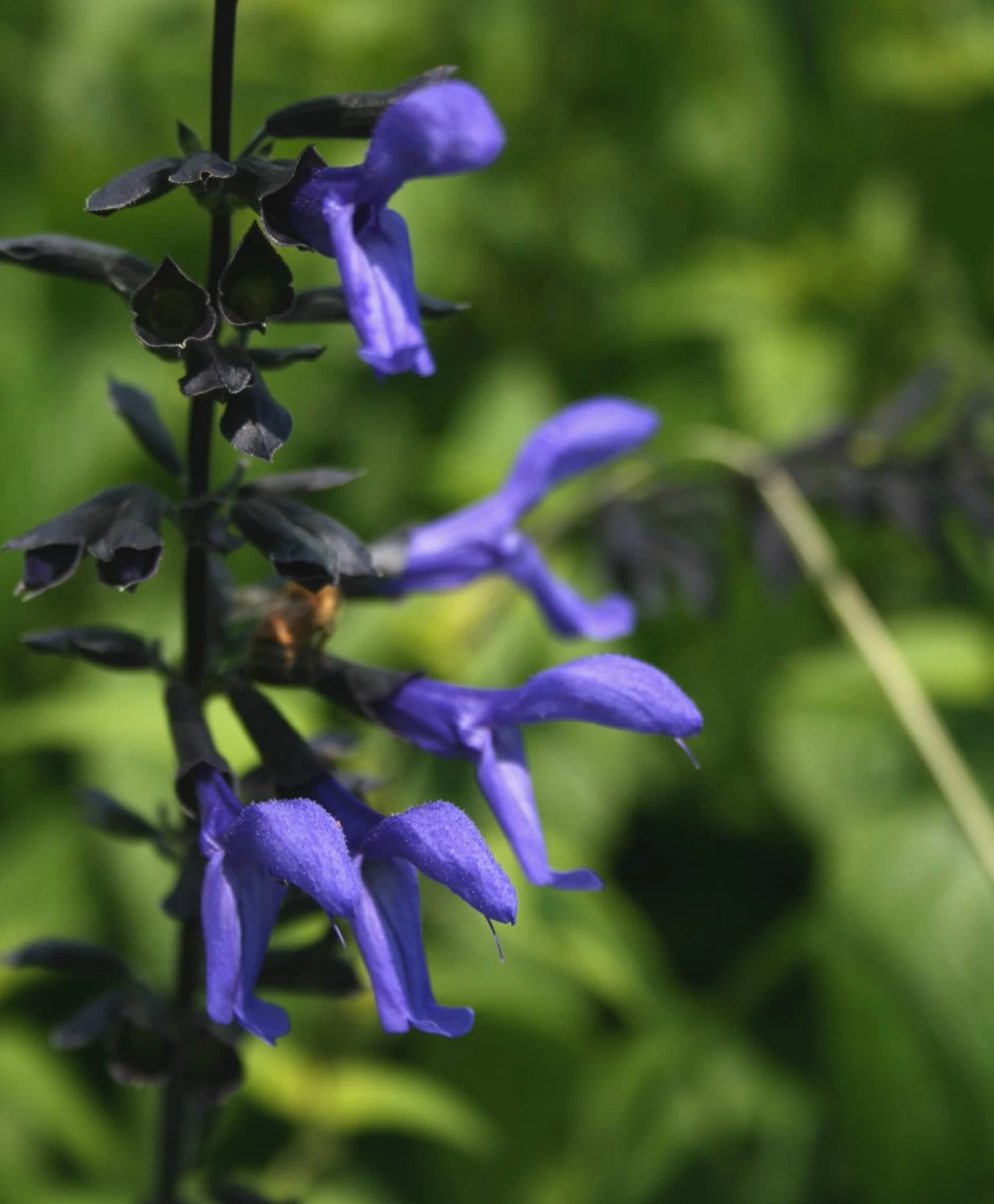Salvia Guarantica 'Black And Blue' Anise Sage 2 Salvia Guarantica 'Black And Blue' Anise Sage - Image 2