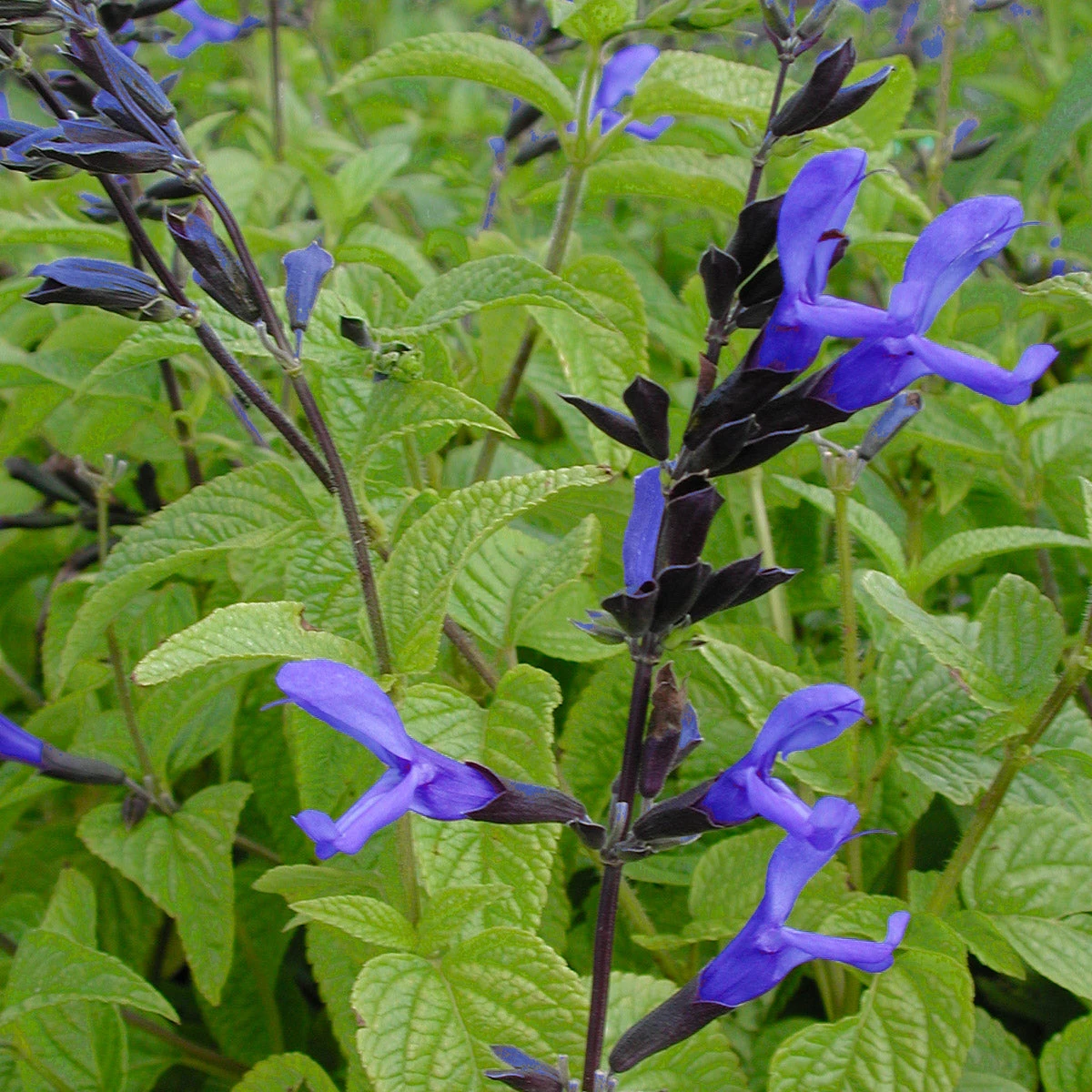 Salvia Guarantica 'Black And Blue' Anise Sage 1 Salvia Guarantica 'Black And Blue' Anise Sage