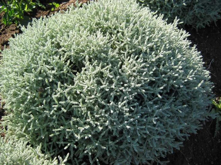 Santolina Incana 'Nana' Lavender Cotton 2 Santolina Incana 'Nana' Lavender Cotton - Image 2