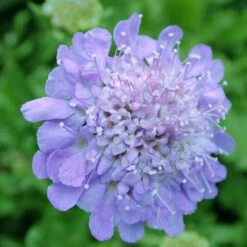 Scabiosa Columbaria 'Butterfly Blue' Pincushion Flower -Rare Roots Plan Shop SCB Butterfly Blue spi