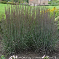Schizachyrium Scoparium 'Smoke Signal' Little Bluestem -Rare Roots Plan Shop SCHIZACHYRIUM SMOKE SIGNAL 3