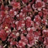 Sedum Spurium 'Fuldaglut' Stonecrop