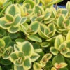 Sedum X 'Lime Twister' Stonecrop