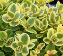 Sedum X 'Lime Twister' Stonecrop