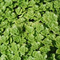 Sedum Makinoi 'Limelight' Stonecrop
