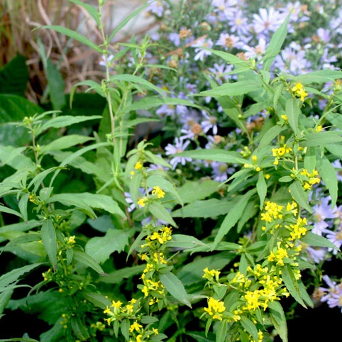 Solidago Caesia Blue-stem Goldenrod 1 Solidago Caesia Blue-stem Goldenrod