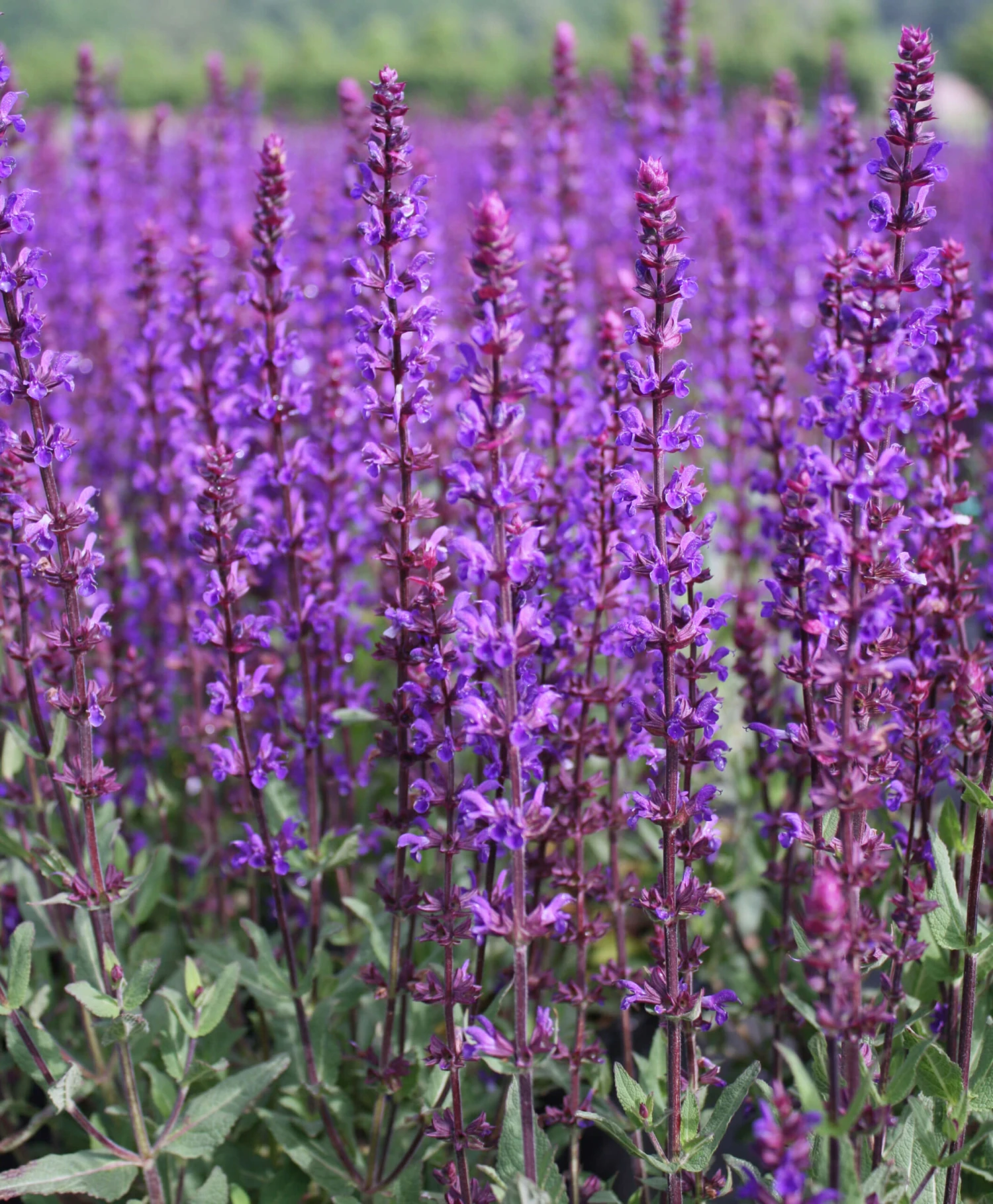 Salvia Sylvestris 'May Night' Wood Sage 1 Salvia Sylvestris 'May Night' Wood Sage
