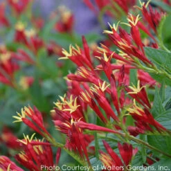 Spigelia Marilandica 'Little Redhead' Indian Pink -Rare Roots Plan Shop SPIGELIA LITTLE REDHEAD 3