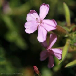 Saponaria 'Max Frei' Soapwort