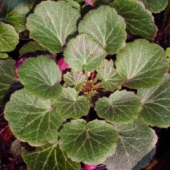 Saxifraga Stolonifera 'Hope's Wine' Strawberry Geranium