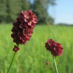Sanguisorba Officinalis Burnet