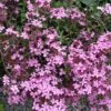 Saponaria Ocymoides Soapwort