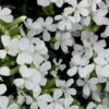 Saponaria Ocymoides 'Snow Tip' Soapwort