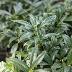 Sarcococca Hookerana 'Humilis' Himalayan Sweet Box