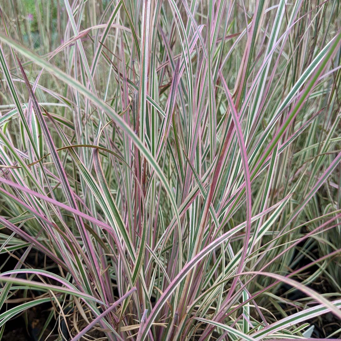 Schizachyrium Scoparium 'Chameleon' Little Bluestem 1 Schizachyrium Scoparium 'Chameleon' Little Bluestem