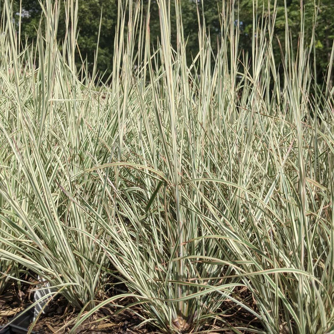 Schizachyrium Scoparium 'Chameleon' Little Bluestem 2 Schizachyrium Scoparium 'Chameleon' Little Bluestem - Image 2