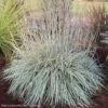 Schizachyrium 'Shining Star' Little Bluestem