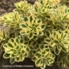 Sedum Takesimense 'Atlantis' Stonecrop