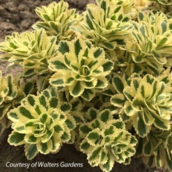 Sedum Takesimense 'Atlantis' Stonecrop
