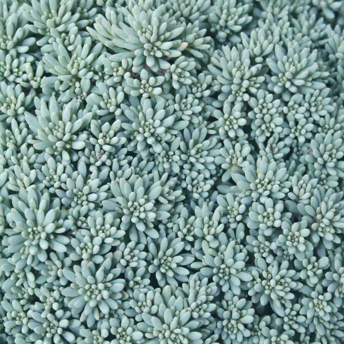 Sedum 'Blue Carpet' Stonecrop 1 Sedum 'Blue Carpet' Stonecrop