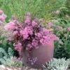 Sedum X 'Cherry Tart' Stonecrop