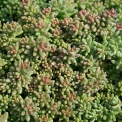 Sedum Album 'Coral Carpet' Stonecrop