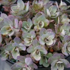 Sedum 'Dazzleberry' Stonecrop -Rare Roots Plan Shop Sedum Dazzleberry Stonecrop Sun Sparkler