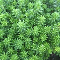 Sedum Acre - Gold Moss Stonecrop