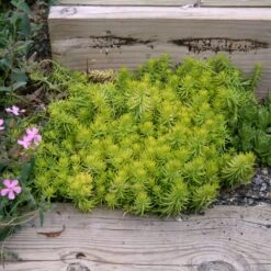 Sedum Rupestre 'Angelina' Stonecrop