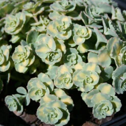Sedum Sieboldii 'Variegata' Stonecrop