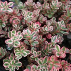 Sedum Spurium 'Tricolor' Stonecrop
