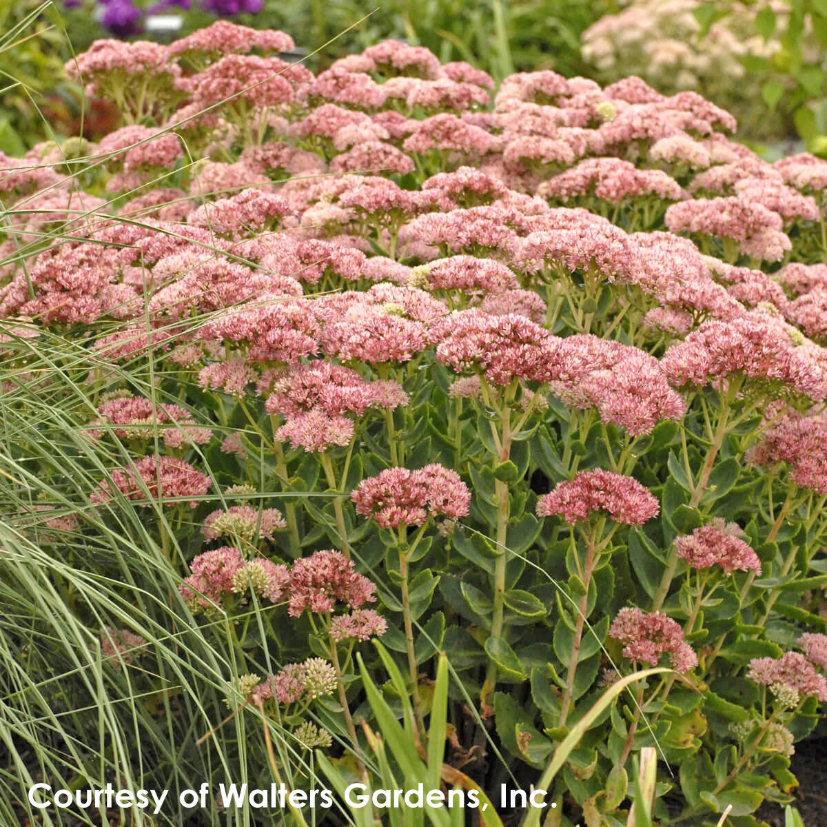 Sedum Spectabile 'Autumn Fire' Stonecrop 1 Sedum Spectabile 'Autumn Fire' Stonecrop
