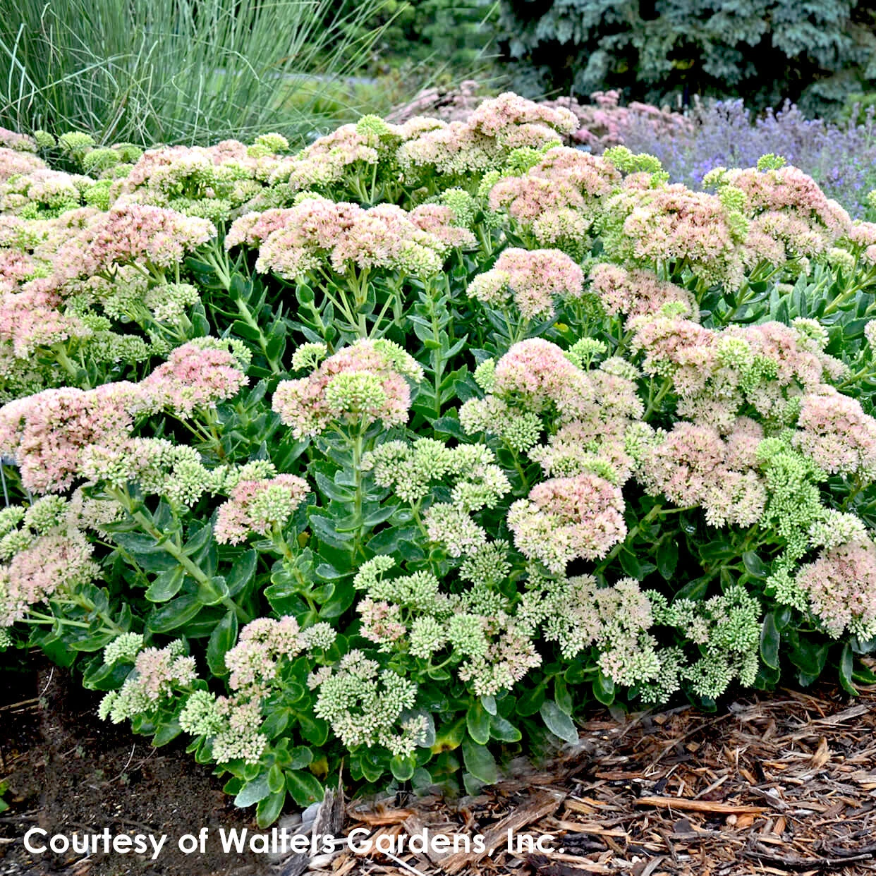 Sedum Spectabile 'Autumn Fire' Stonecrop 3 Sedum Spectabile 'Autumn Fire' Stonecrop - Image 3