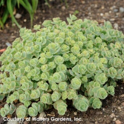 Sedum Sieboldii October Daphne Stonecrop -Rare Roots Plan Shop Sedum sieboldii 0003 high res.jpg wg