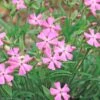 Silene Caroliniana 'Short And Sweet' Wild Pinks