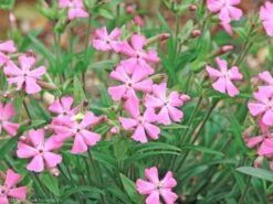 Silene Caroliniana 'Short And Sweet' Wild Pinks