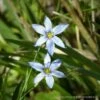 Sisyrinchium Nashii 'Suwannee' Blue-eyed Grass