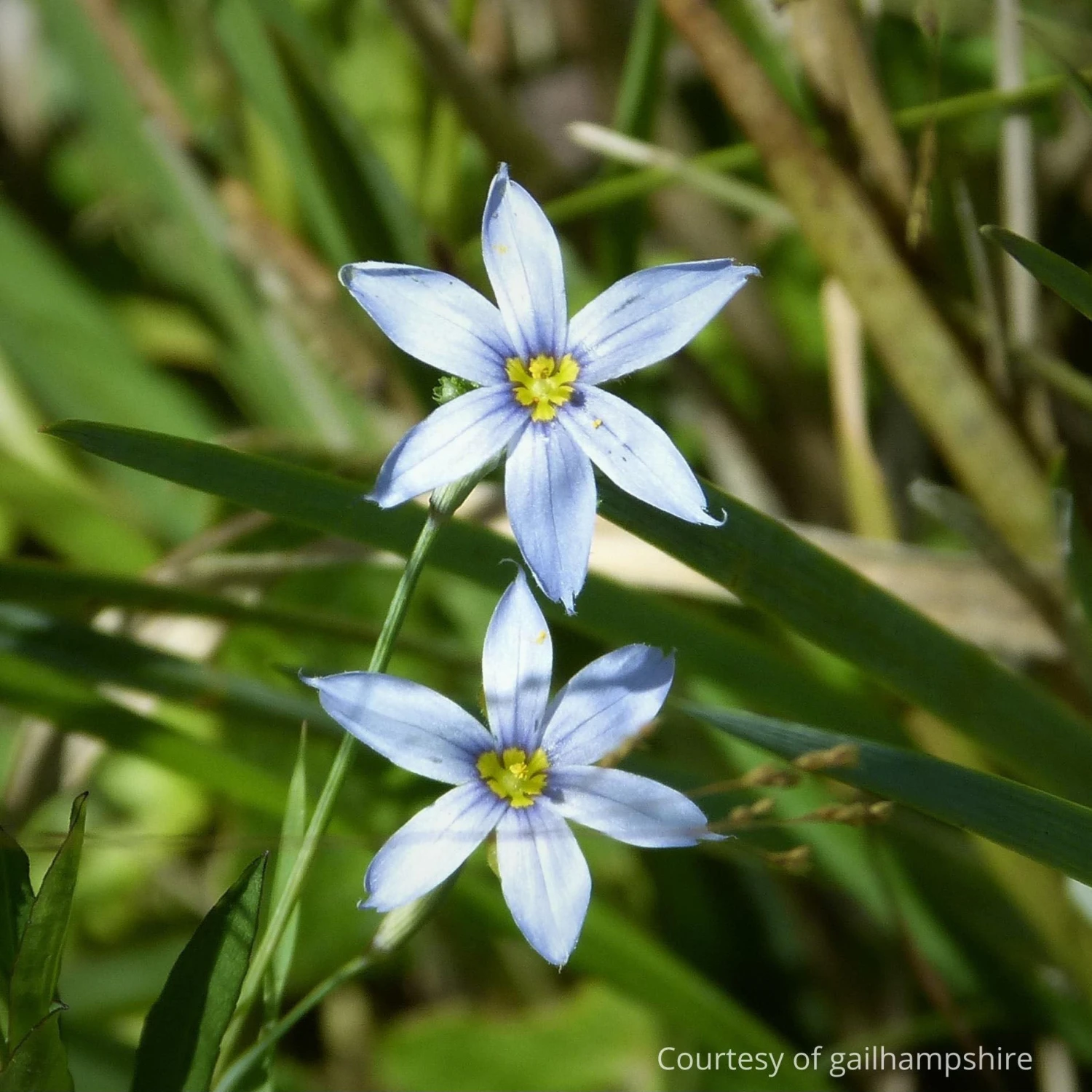 Sisyrinchium Nashii 'Suwannee' Blue-eyed Grass 1 Sisyrinchium Nashii 'Suwannee' Blue-eyed Grass