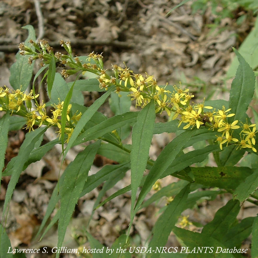 Solidago Caesia Blue-stem Goldenrod 2 Solidago Caesia Blue-stem Goldenrod - Image 2