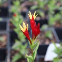 Spigelia 'Apple Slices' Indian Pinks