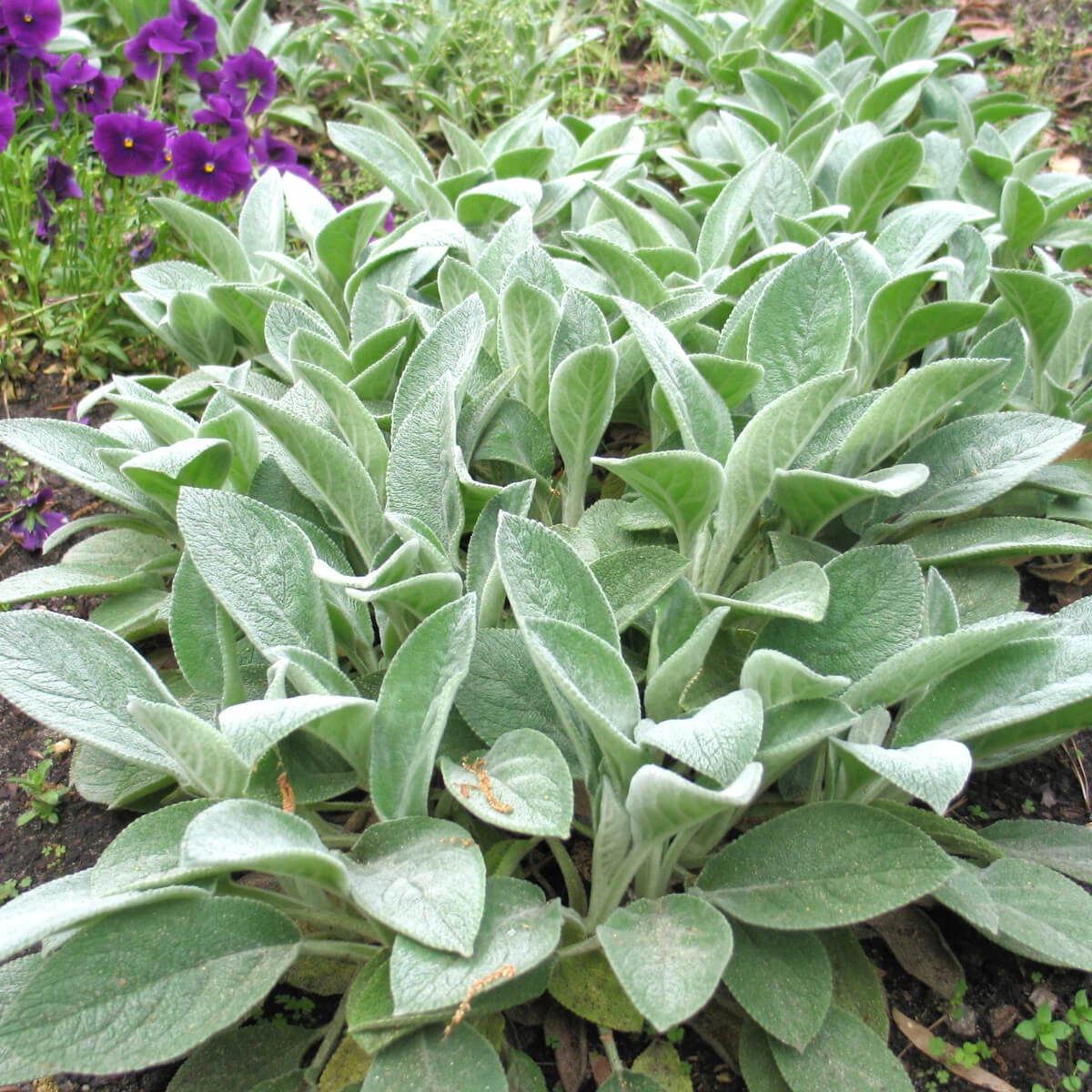 Stachys Byzantina 'Big Ears' Lamb's Ears 1 Stachys Byzantina 'Big Ears' Lamb's Ears
