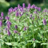 Stachys Moneiri 'Hummelo' Betony