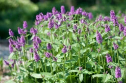 Stachys Moneiri 'Hummelo' Betony