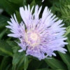 Stokesia Laevis Stoke's Aster