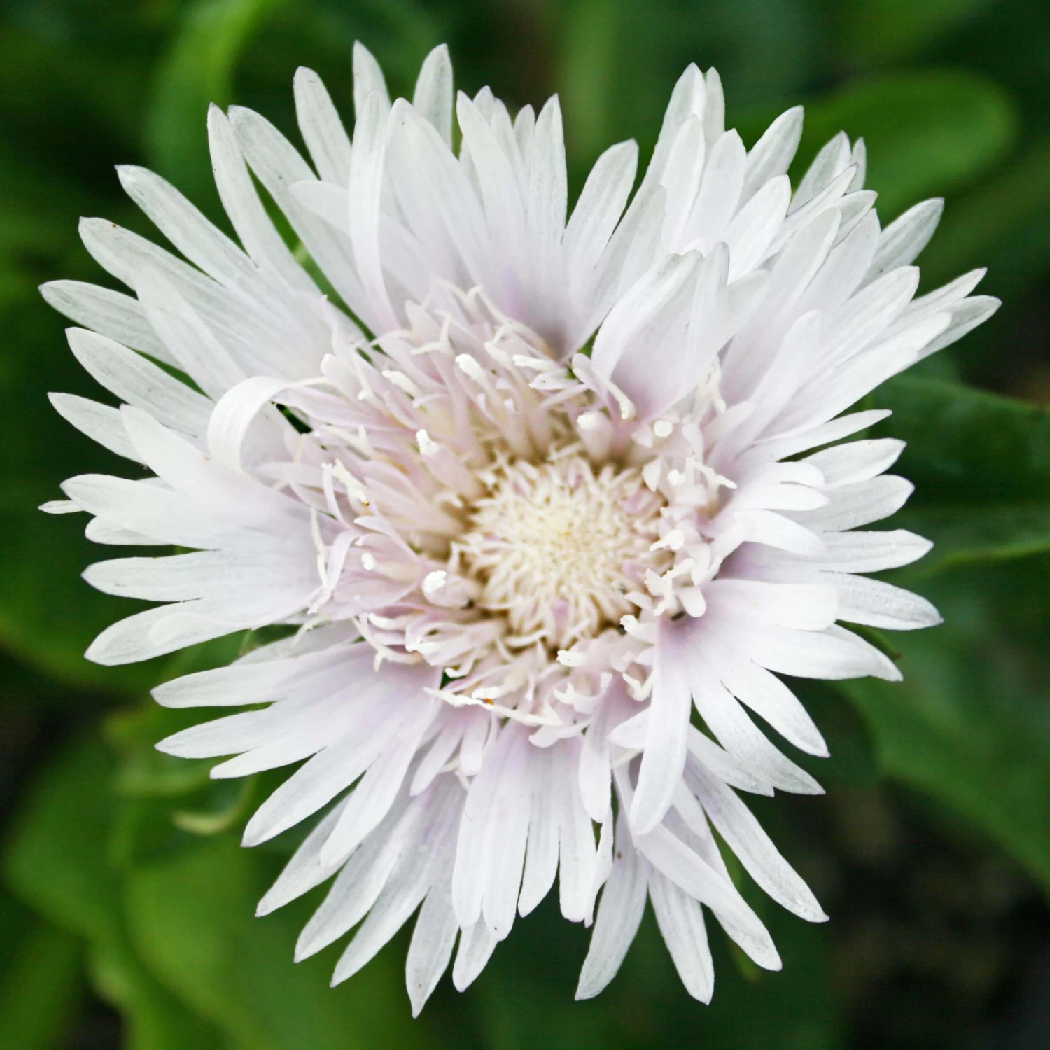Stokesia Laevis 'Divinity' Stoke's Aster 1 Stokesia Laevis 'Divinity' Stoke's Aster