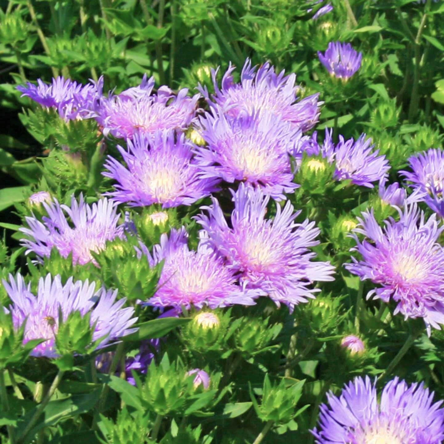 Stokesia Laevis 'Peachie's Pick' 1 Stokesia Laevis 'Peachie's Pick'