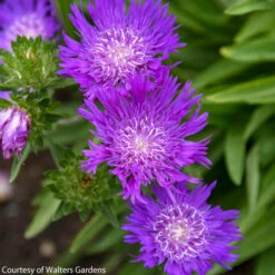 Stokesia Laevis 'Honeysong Purple' Stoke's Aster