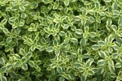 Thyme 'Highland Cream'