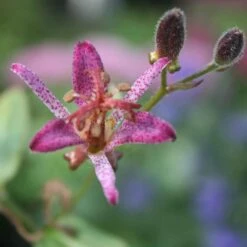 Tricyrtis Formosana 'Samurai' Toadlily